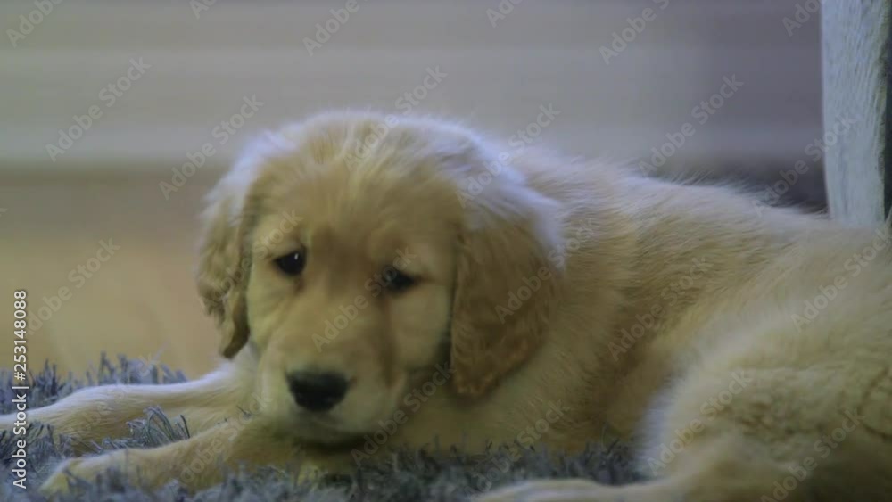 Golden retriever puppy looks around and lays head down.
