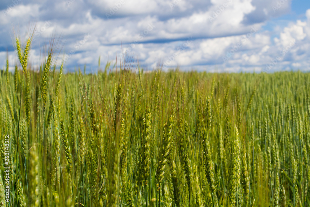 Wheat field with sky and clouds from the perspective Wheat field with sky and clouds from the perspective
