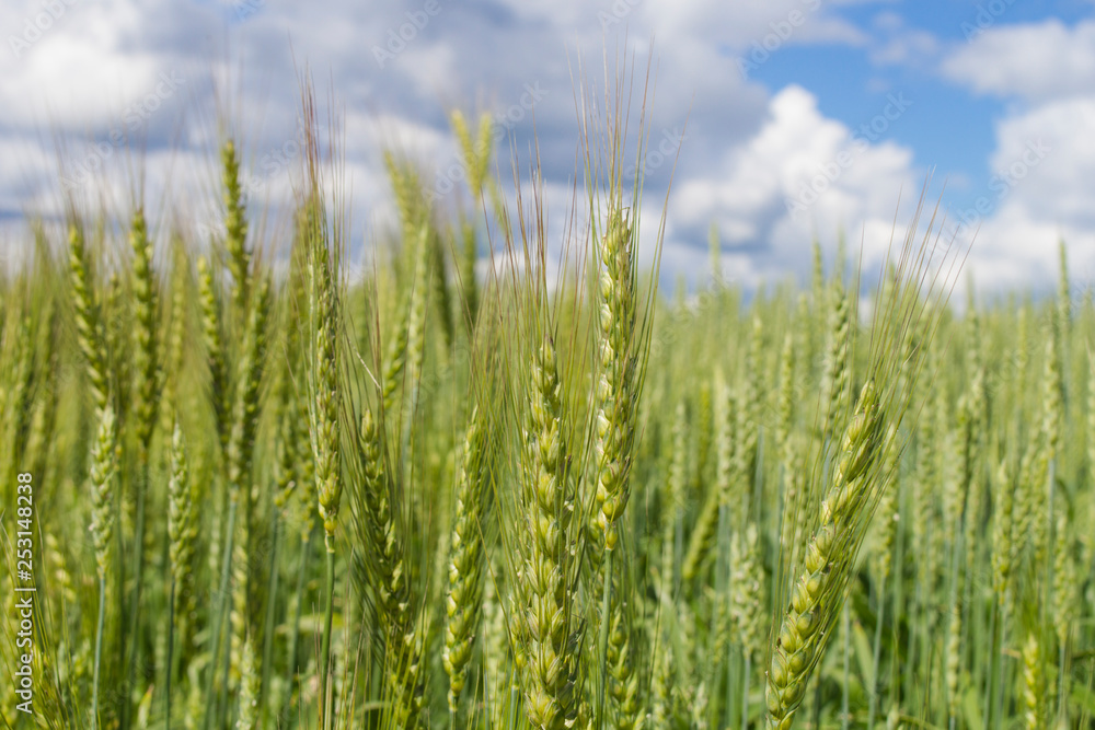 Wheat field with sky and clouds from the perspective Wheat field with sky and clouds from the perspective
