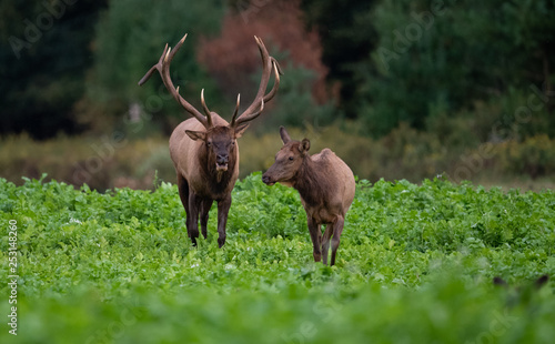 Elk