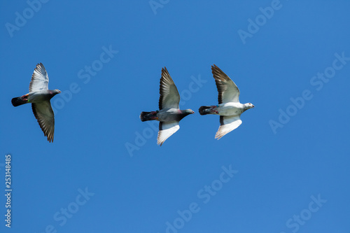 three speed racing pigeon bird flying against clear blue sky photo