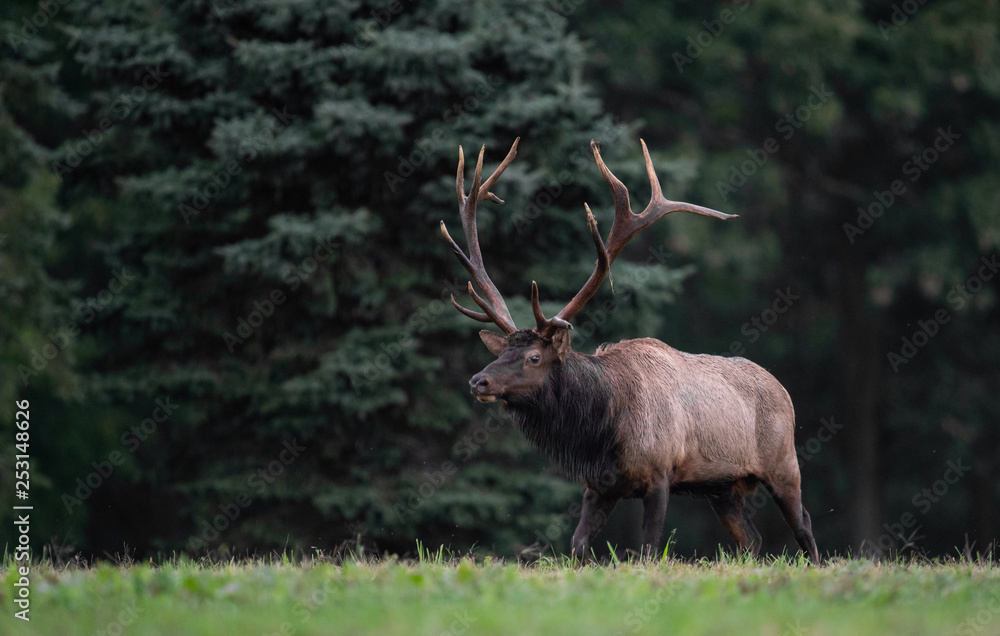 Fototapeta premium Elk