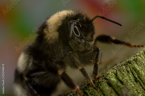 Bumblebee © Pavel