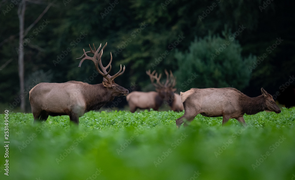 Obraz premium Elk in Pennsylvania 