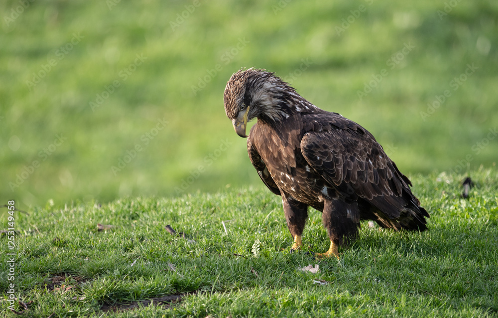 Fototapeta premium Bald Eagle 