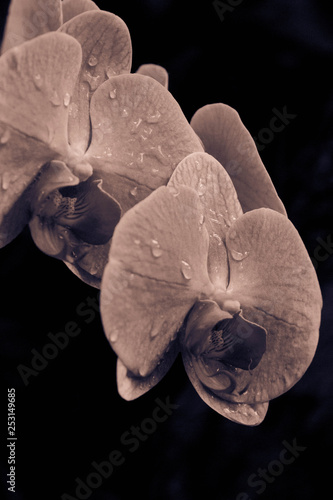 Rose orchid portrait