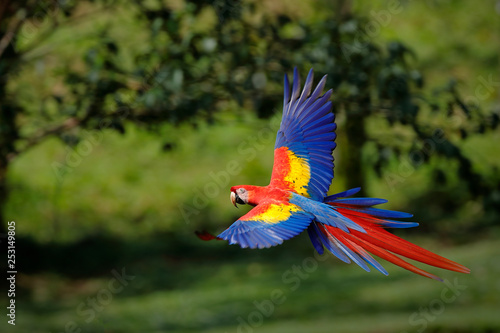 Scarlet macaw © Frantiek