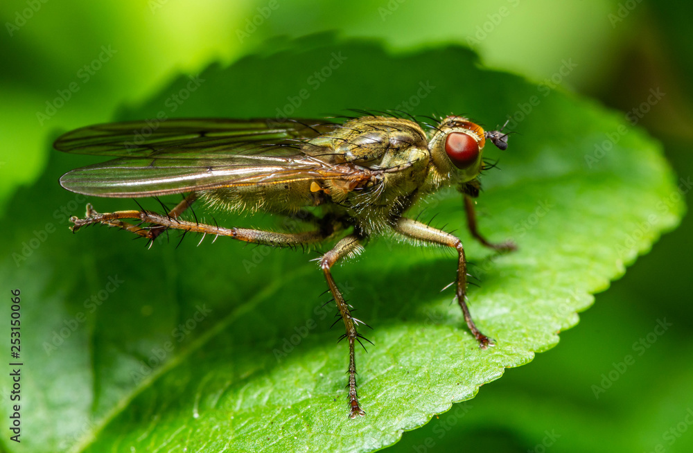 Fly Fly