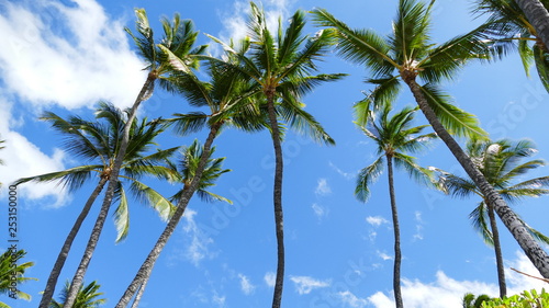 Palm Trees in Maui, Hawaii