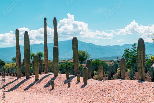 Beautiful ornamental cactus garden