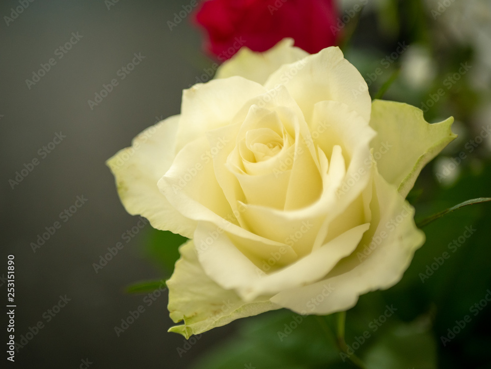 Close up of white yellow rose blooming in vase Close up of white yellow rose blooming in vase