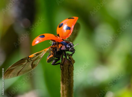 Ladybird (ladybug)