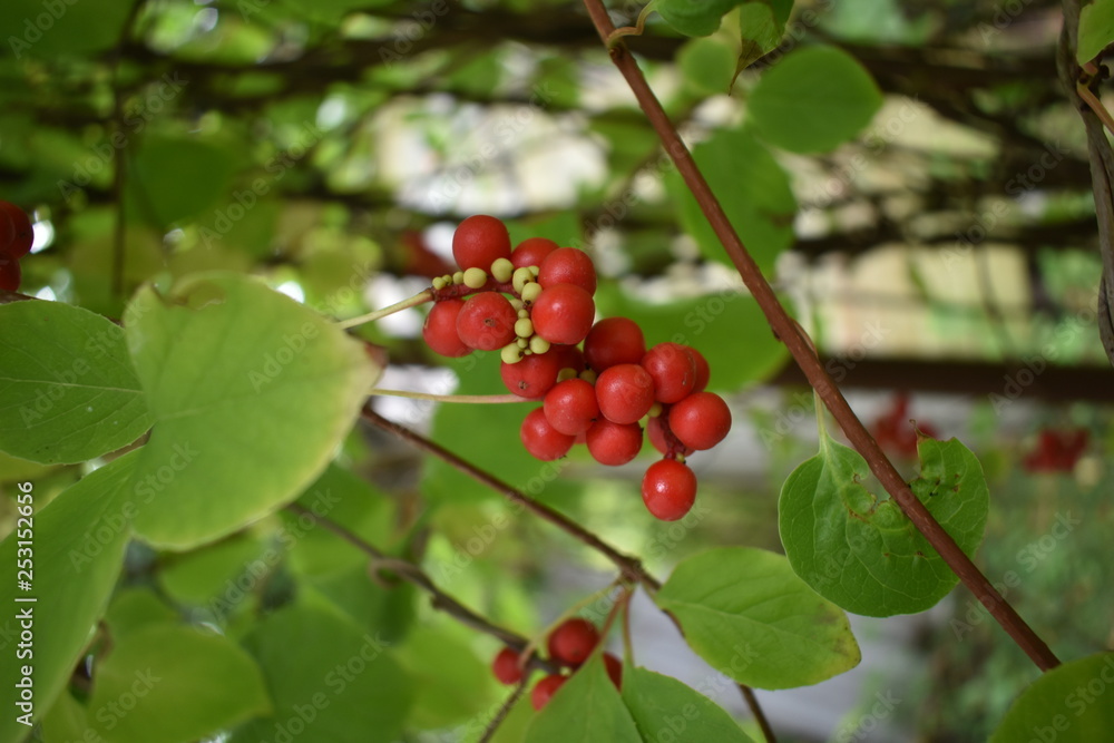 Schizandra chinensis vine with ripe fruits