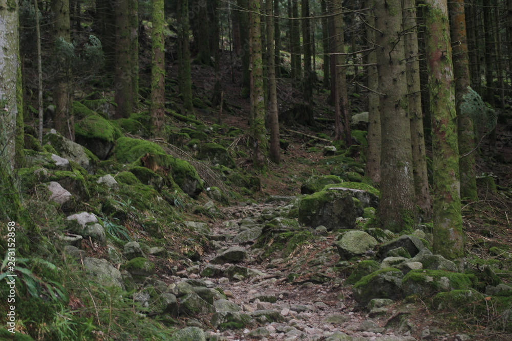 Obraz premium Paysage forêt montagne