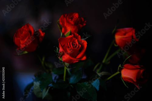 fresh red roses on a dark background