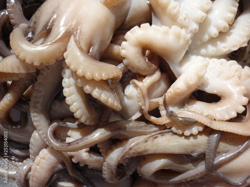 Tableau sur toile Closeup of limbs with suckers of small musky octopuses eledone moschata for sa