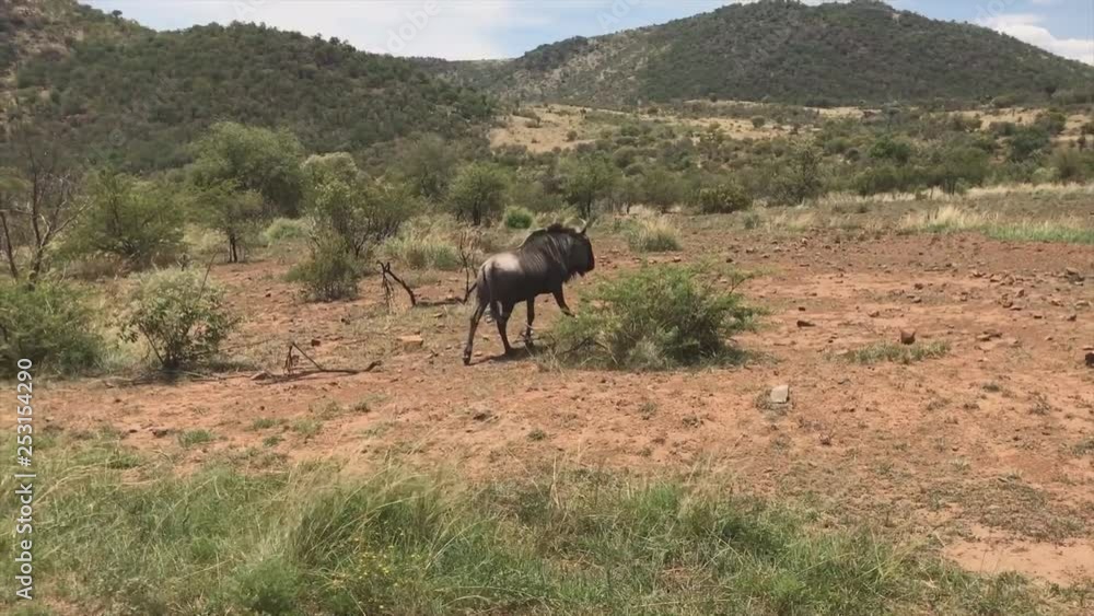 black wildebeest or white-tailed gnu, going in the African savannah (Kenya) black wildebeest or white-tailed gnu, going in the African savannah (Kenya)