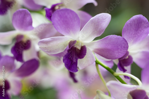 Orchid flower in tropical garden. Selective focus. Close up. Floral background.