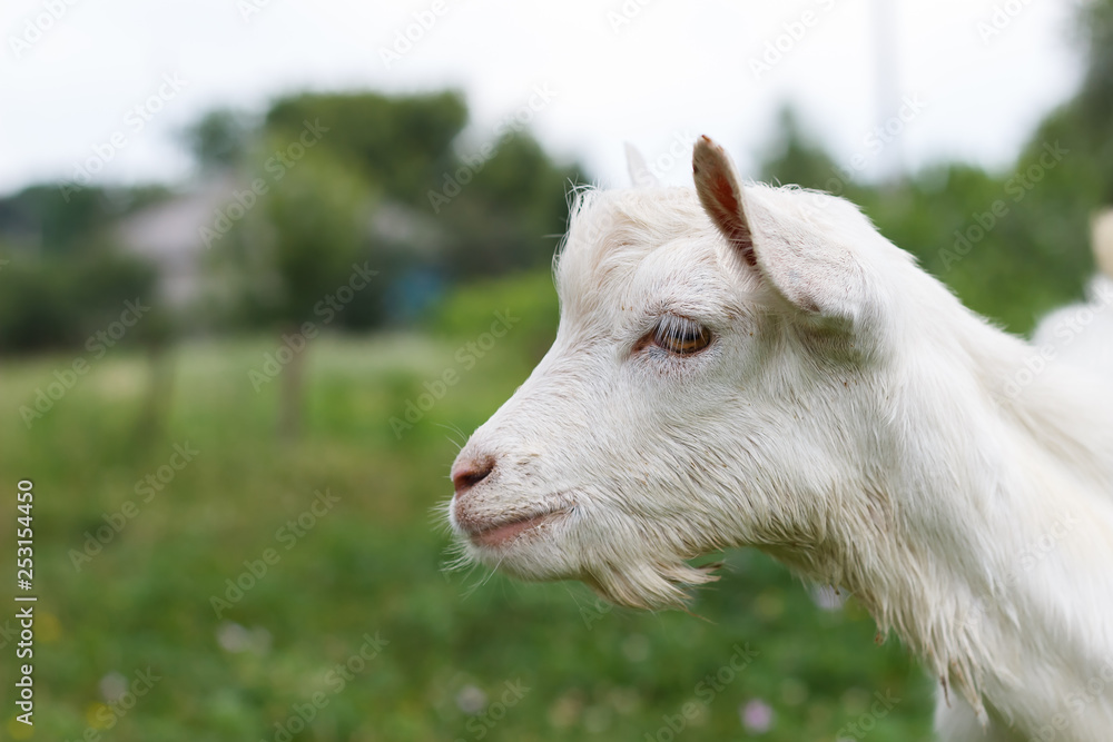 gray white goat goat grazes in a meadow summer or spring sunny spring summer sunny mood animal warming in the meadow gray white goat goat grazes in a meadow summer or spring sunny spring summer sunny mood animal warming in the meadow
