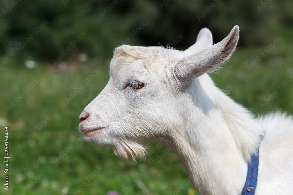 gray white goat goat grazes in a meadow summer or spring sunny spring summer sunny mood animal warming in the meadow gray white goat goat grazes in a meadow summer or spring sunny spring summer sunny mood animal warming in the meadow