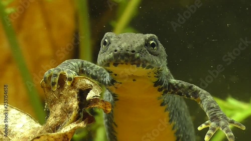 Bergmolche, Alpine newt, Ichthyosaura alpestris photo