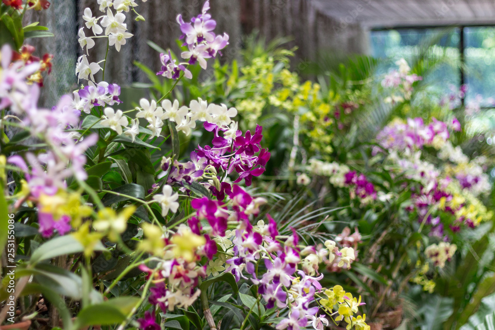 Orchid flower in tropical garden. Floral background. Orchid flower in tropical garden. Floral background.
