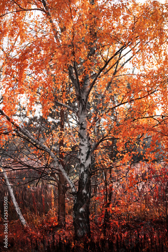 Colorful Tree In A Park At Indian Summer In Berlin Germany