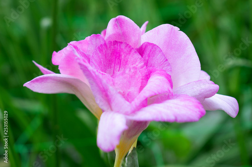 pink flower in the garden