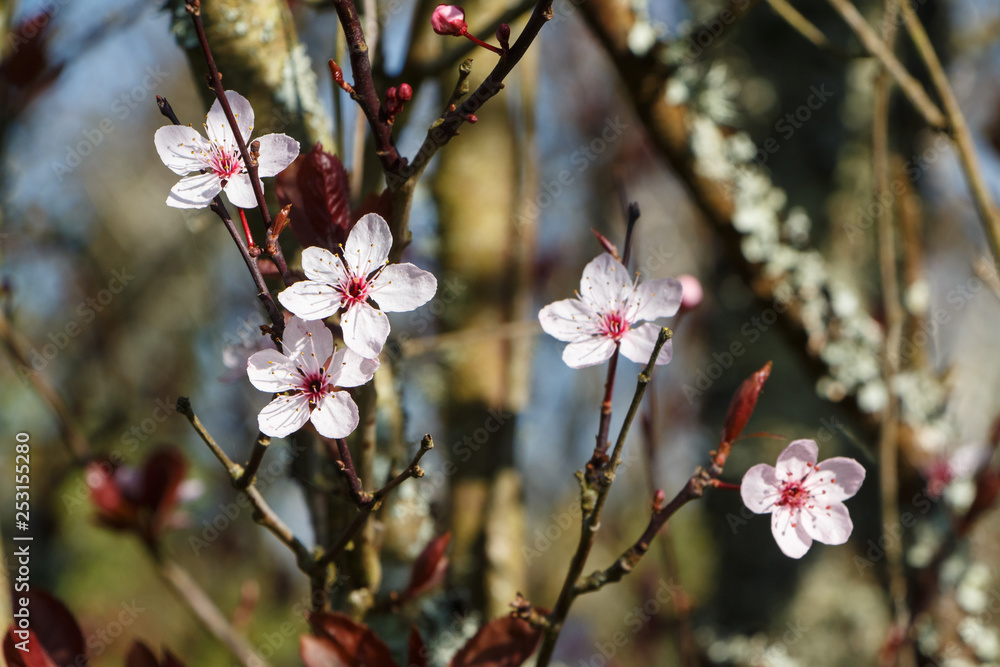 Pink prunus flowers in a garden during winter Pink prunus flowers in a garden during winter