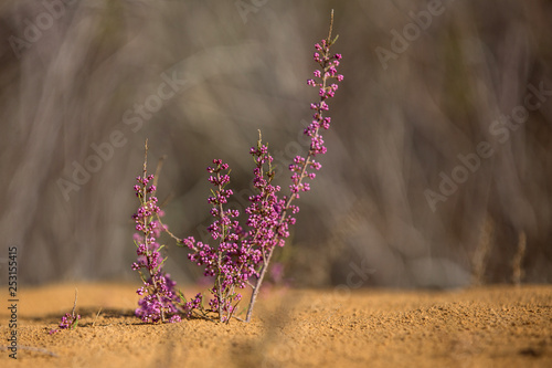 Tamarix ramosissima. Tamarix  in bloom. Desert plant, macro, pink.