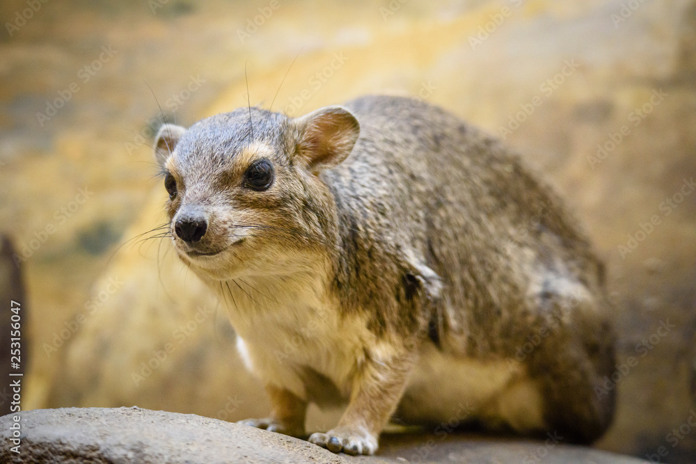Bush Hyrax (Heterohyrax brucei) portrait with rocks background Bush Hyrax (Heterohyrax brucei) portrait with rocks background