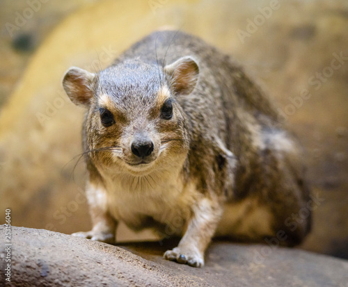 Bush Hyrax (Heterohyrax brucei) portrait with rocks background