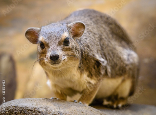 Bush Hyrax (Heterohyrax brucei) portrait with rocks background