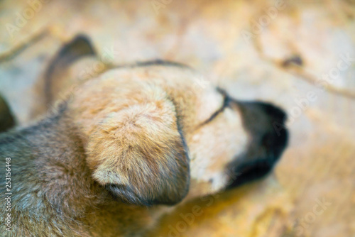  Beautiful Dog Lying © palamut