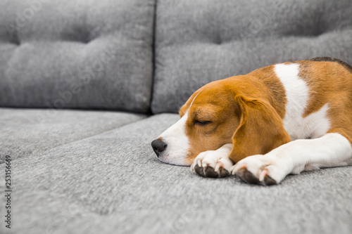 Beagle dog sleeping