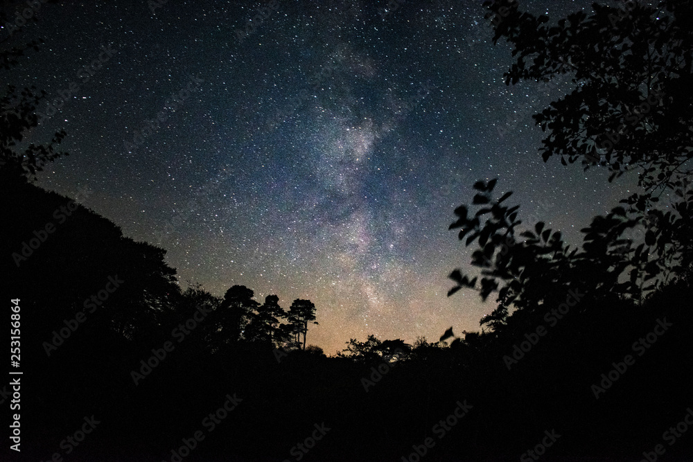 Naklejka premium forest night scape