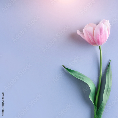Pink tulip flower on blue background. Card for Mothers day, 8 March, Happy Easter. Waiting for spring. Greeting card or wedding invitation. Flat lay, top view