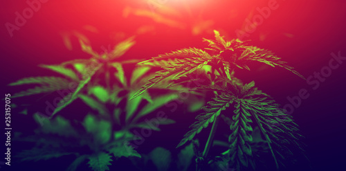  marijuana neon background. bush cannabis.