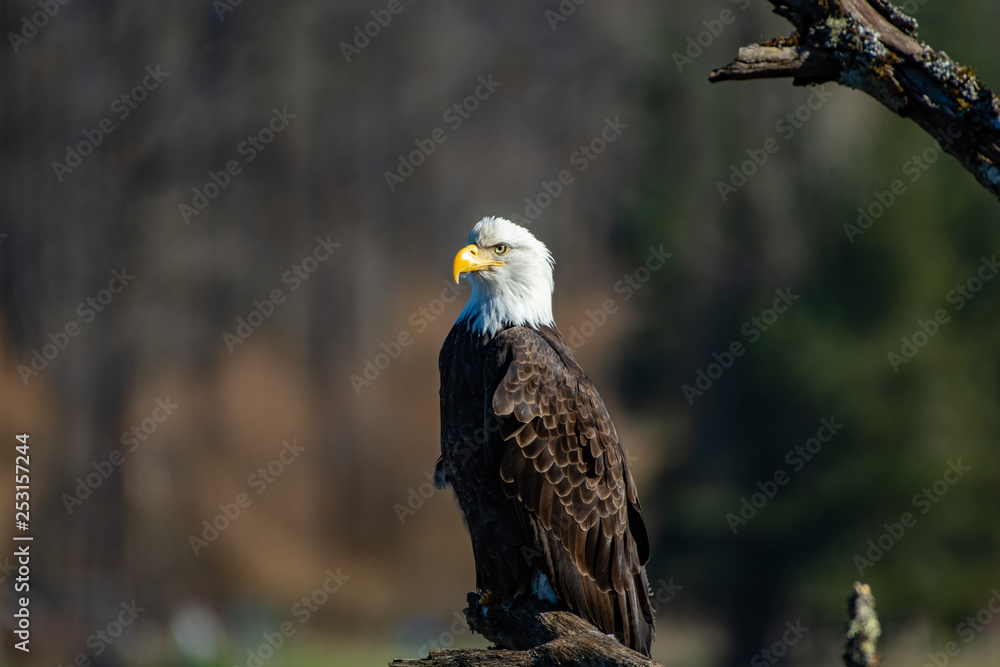 Fototapeta premium Pearched Bald Eagle