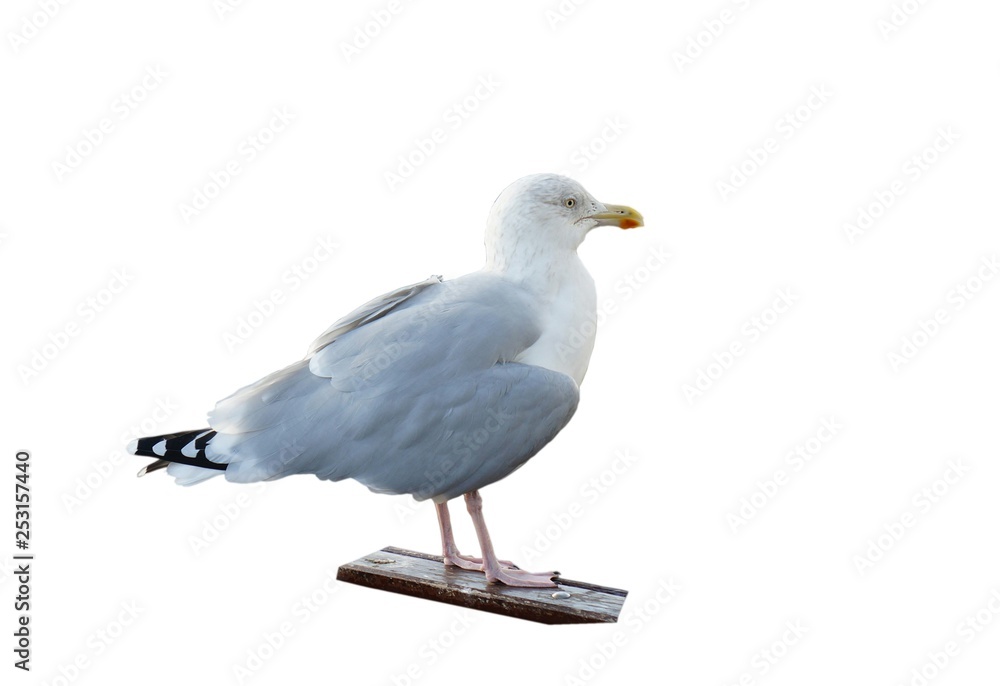 Fototapeta premium gull