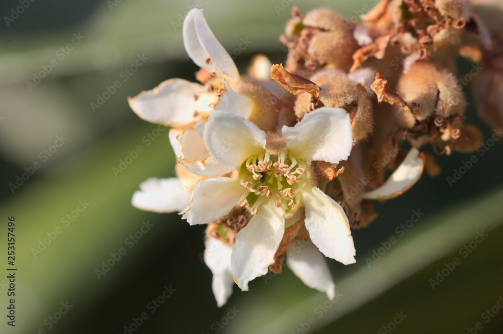 Macro photograph of some medlar tree flowers Macro photograph of some medlar tree flowers