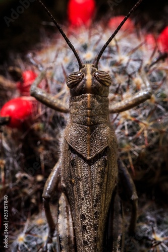 insect - grasshopper closeup sitting on a cactus
