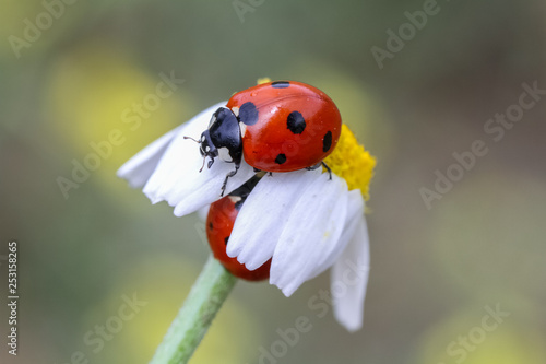 ladybug and daisy
