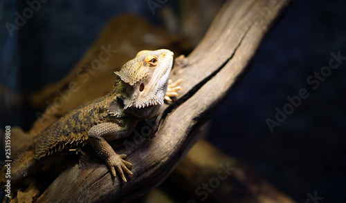 Lizard in close up