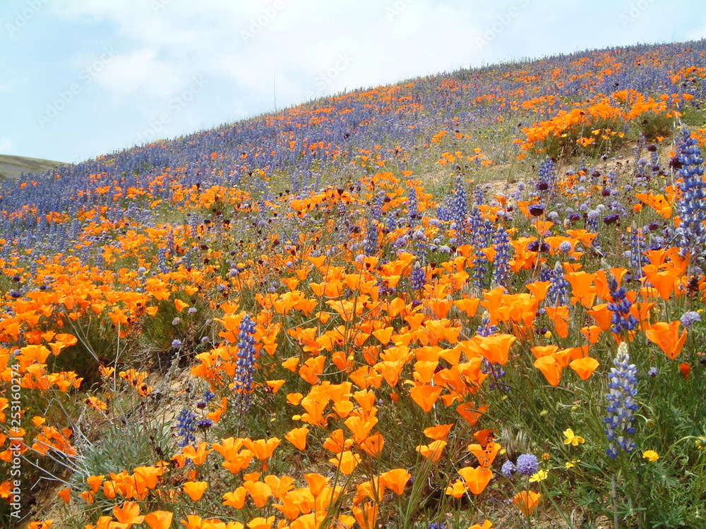 Obraz Amerykańskie życie / Kolorowy dziki kwiat pokrywający górę.
