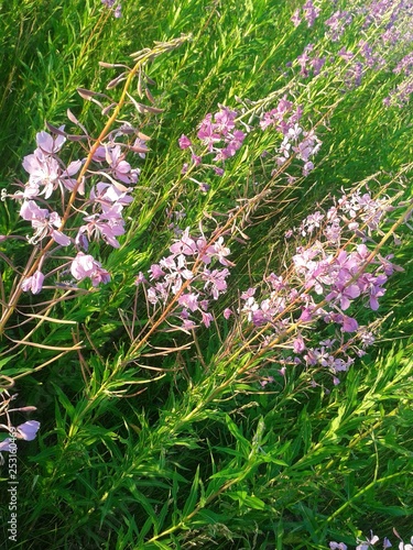 purple flowers in the garden