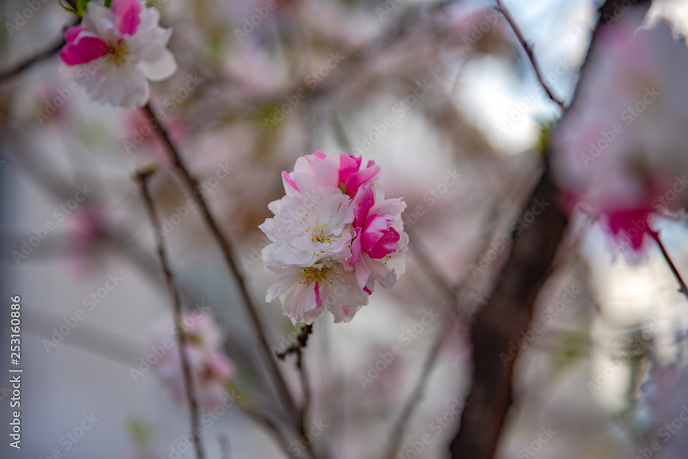 Close up beautiful full bloom pink white cherry blossoms flowers ( sakura ) in springtime sunny day with soft green blur natural background. Close up beautiful full bloom pink white cherry blossoms flowers ( sakura ) in springtime sunny day with soft green blur natural background.