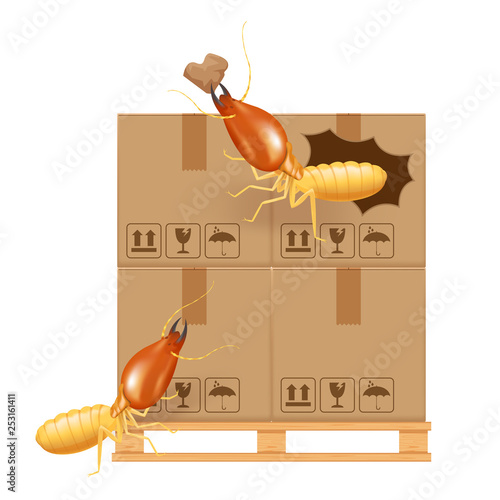 termite bites eat paper boxes brown isolated on white background, termites and wood pallet with cardboard boxes in factory warehouse, termites walking on corrugated case, termite on crate damaged box