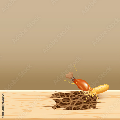 termites at wood, termite nest at wooden wall, nest termite at wood decay the door sill architrave, nest termite background and copy space, damaged wooden window door by eaten termite or white ant