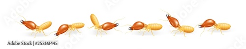 illustration termites walking in line isolated on white background, insect species termite ant eaten wood decay and damaged wooden bite, cartoon termite row clip art, animal type termite or white ants